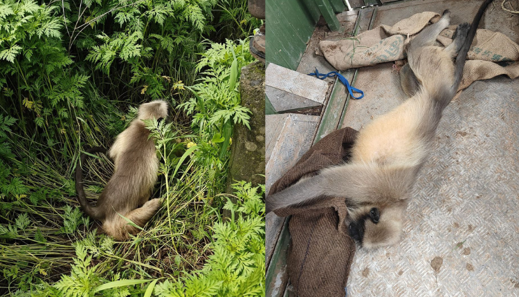 Monkey Rescue Operation