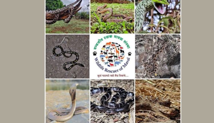World Snake Day