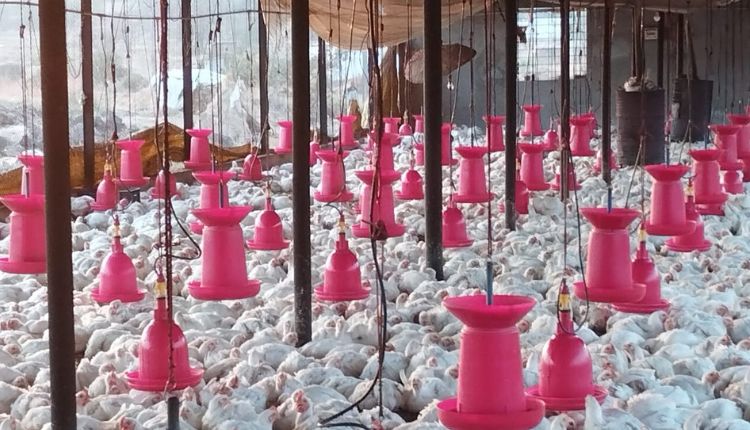 Poultryshed