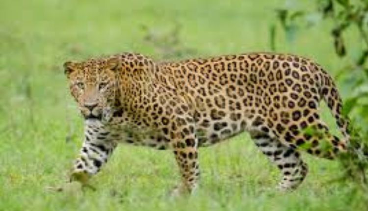 Leopard in Warnagwadi