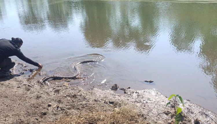 Python Rescue Operation